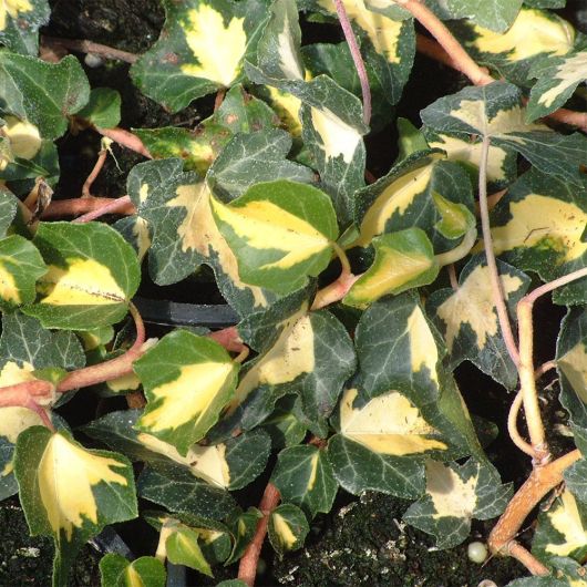 Hedera helix Goldheart